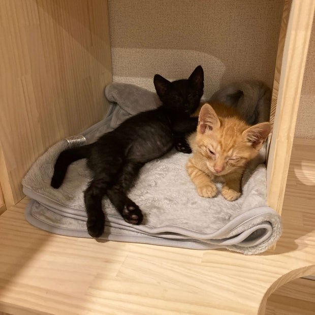 本棚で寝る子猫たち