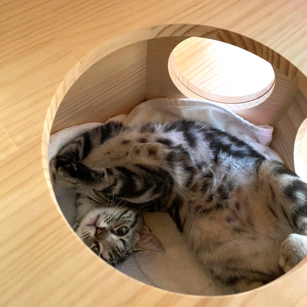 六角BOXでくつろぐ猫