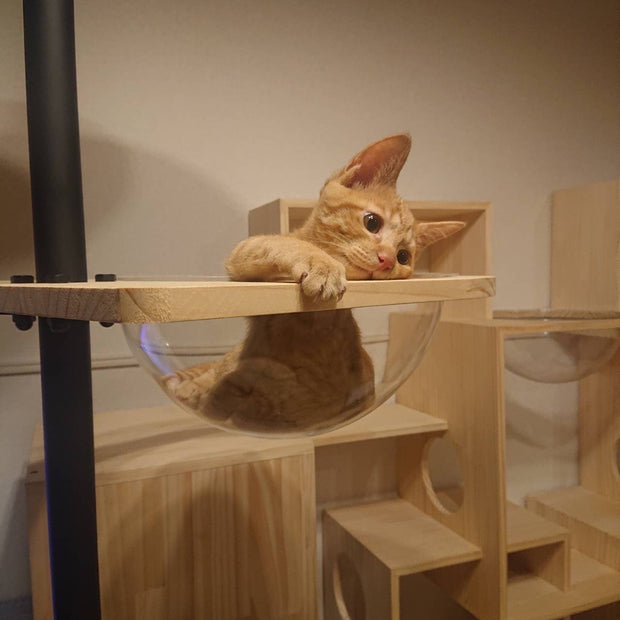 猫ボウルにおさまる子猫