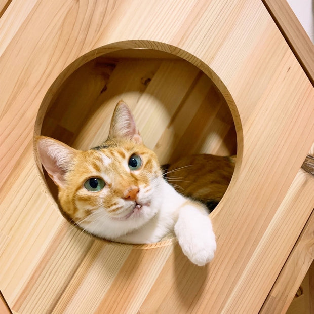 六角BOXから顔を出す猫