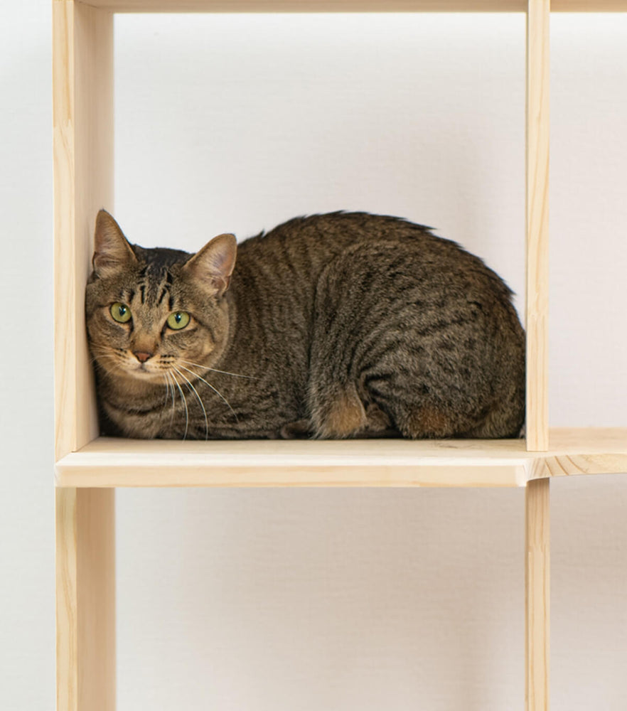 収納付きキャットタワー本棚 猫棚4×2
