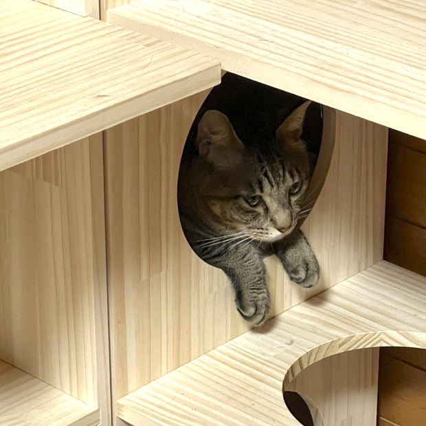 猫棚から顔を出す猫