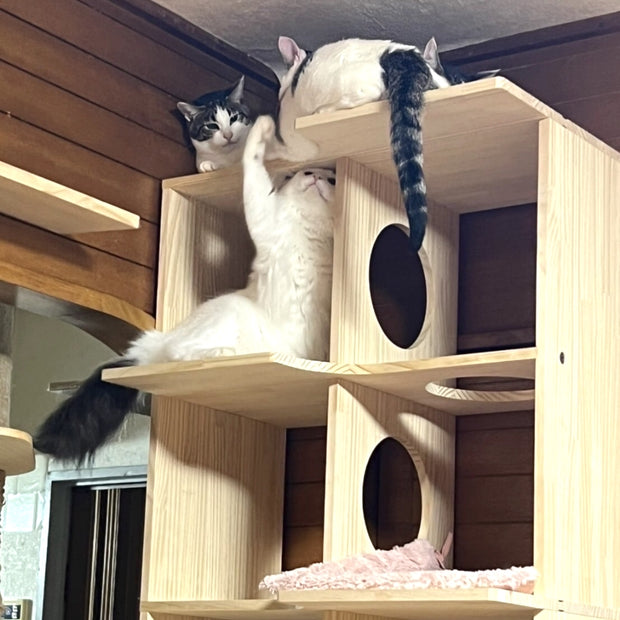 猫棚で遊ぶ猫たち