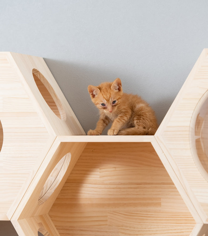 猫ハウス&キャットステップ 六角BOXセット