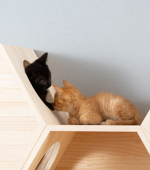 猫ハウス&キャットステップ 六角BOXセット