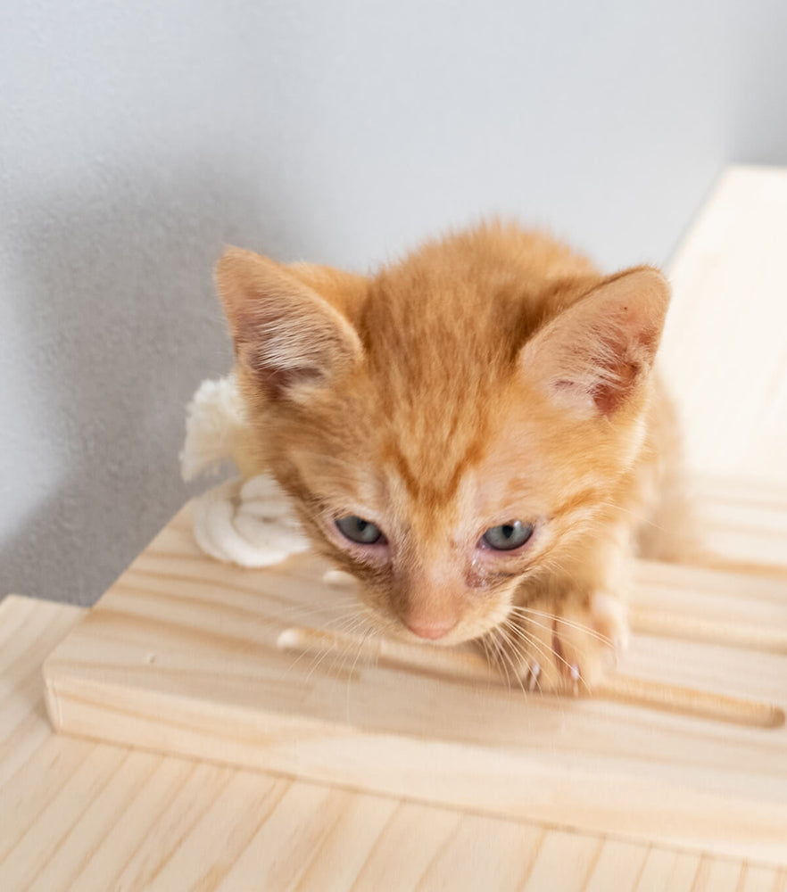 キャットステップ 猫はしご