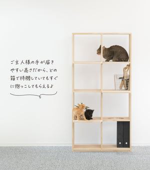 収納付きキャットタワー本棚 猫棚4×2