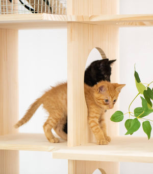 キャットタワー猫棚・収納プラスセット